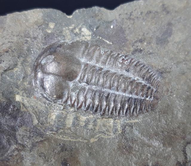 Ellipsocephalus hoffi (SCHLOTHEIM 1823) - Bild © FossNet FossilienStore